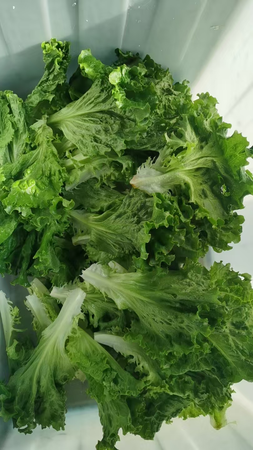 vegetable spin dryer